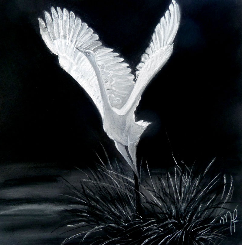pastel d'une Aigrette